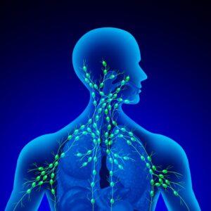Human Lymph Nodes as a gland of the Lymphatic system concept and immune system as a human anatomy lymphoid organ concept with node vessels with 3D illustration elements.