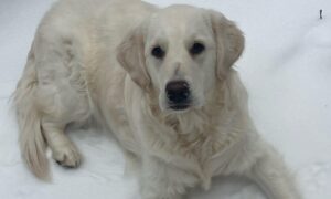 Luna the dogs day in the snow