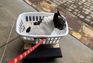 Ted the Dog in a basket being pulled by Shane Smith
